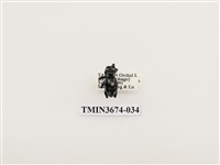 藏品(象鼻蟲(2))的圖片